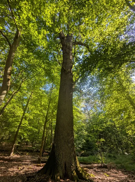 Fingereiche