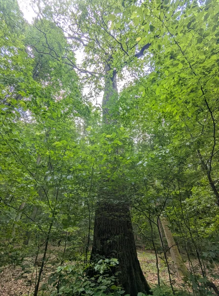 Glässingeiche