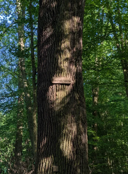 Gleichaufeiche