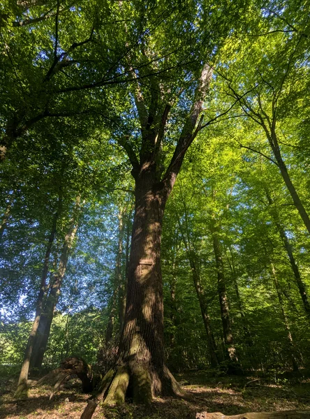 Gleichaufeiche