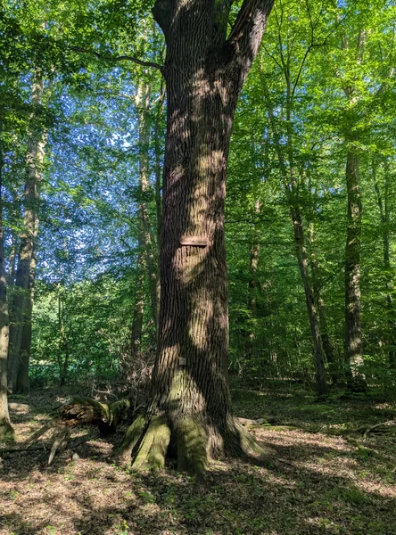 Gleichaufeiche