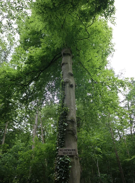 Heinemannbuche