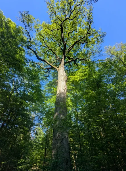 Holtzmanneiche