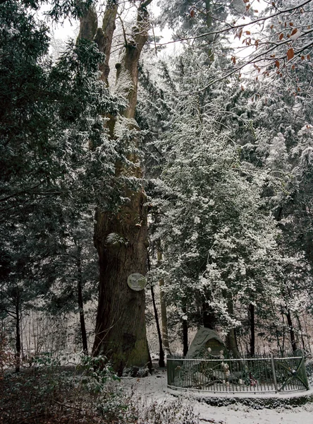 Klipsteingrab und Klipsteineiche im Winter, Schwarz-Weiß-Stimmung