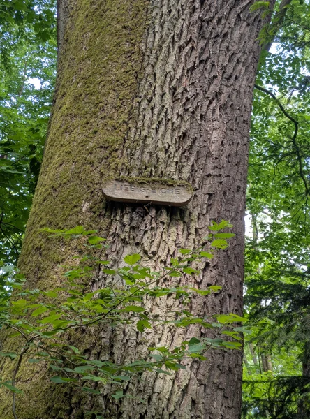 Liebigeiche