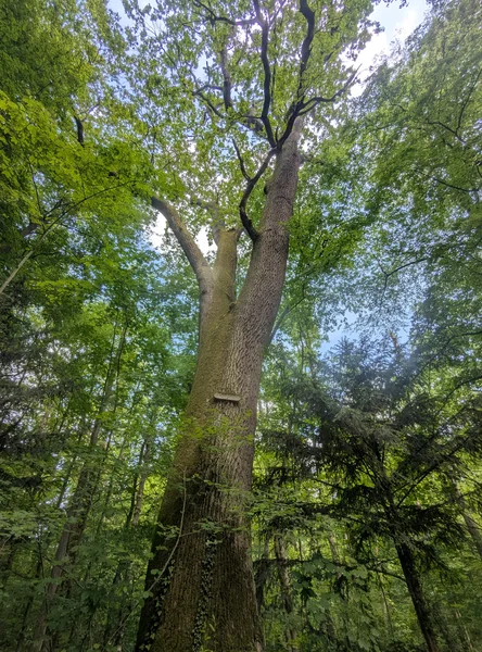 Liebigeiche