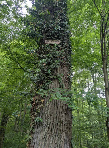 Merckeiche