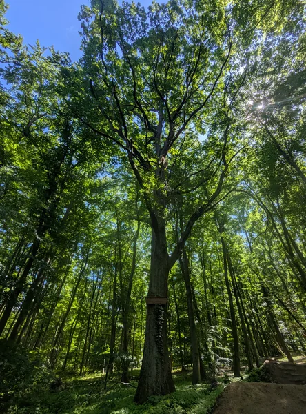 Niebergalleiche