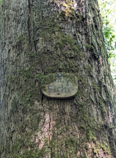 Ohlyeiche