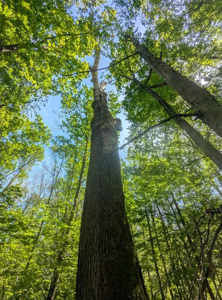 Ohlyeiche