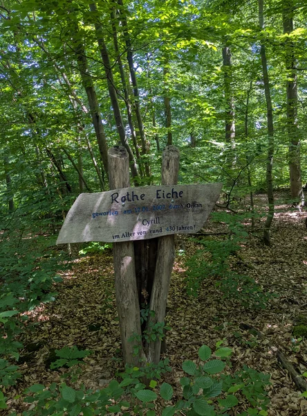 Rotheeiche