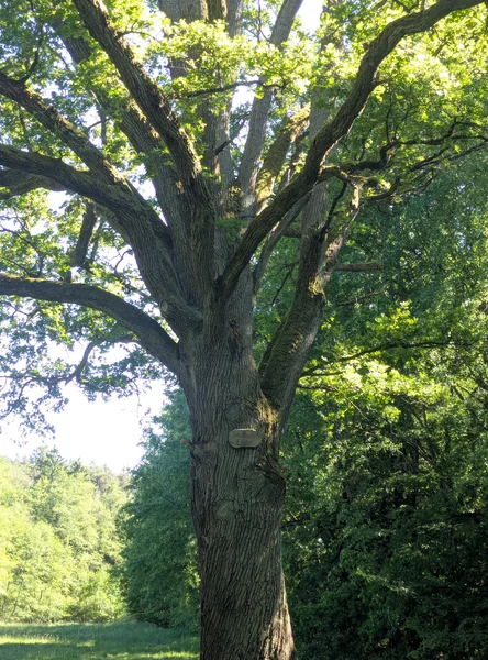 Scheftheimer Eiche