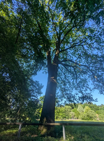 Steinfortheiche