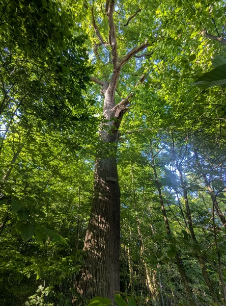 von-Ploennies-Eiche