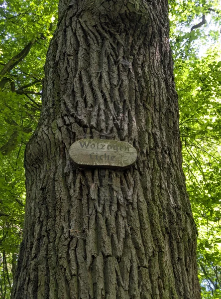 Wolzogeneiche