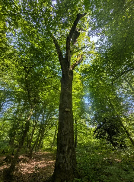 Wolzogeneiche