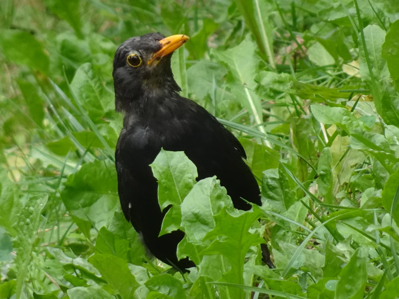 Amsel