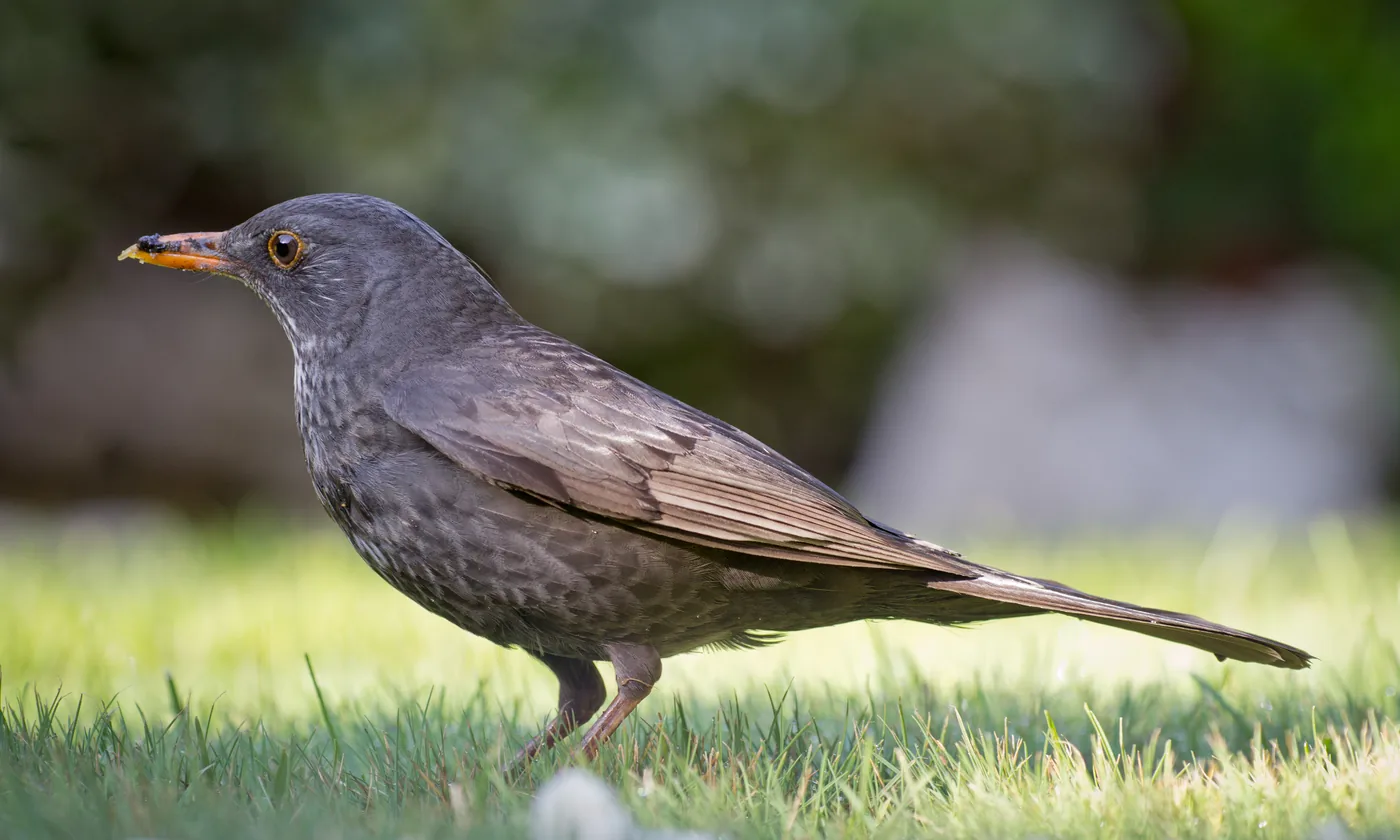 Amsel