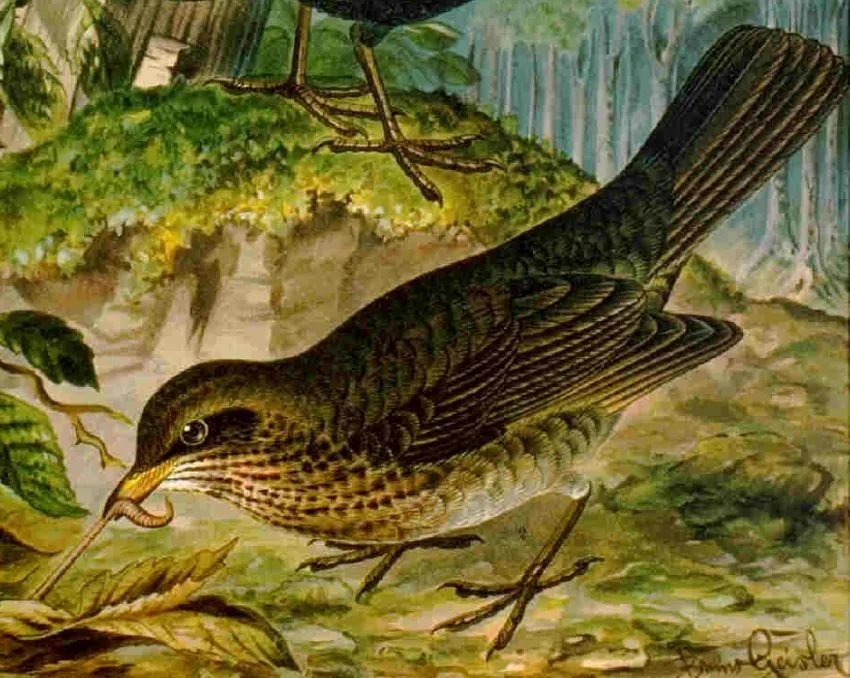 Historische Illustration Amsel