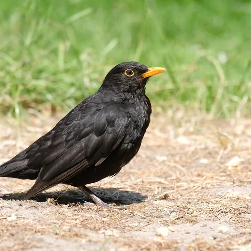 Foto Amsel