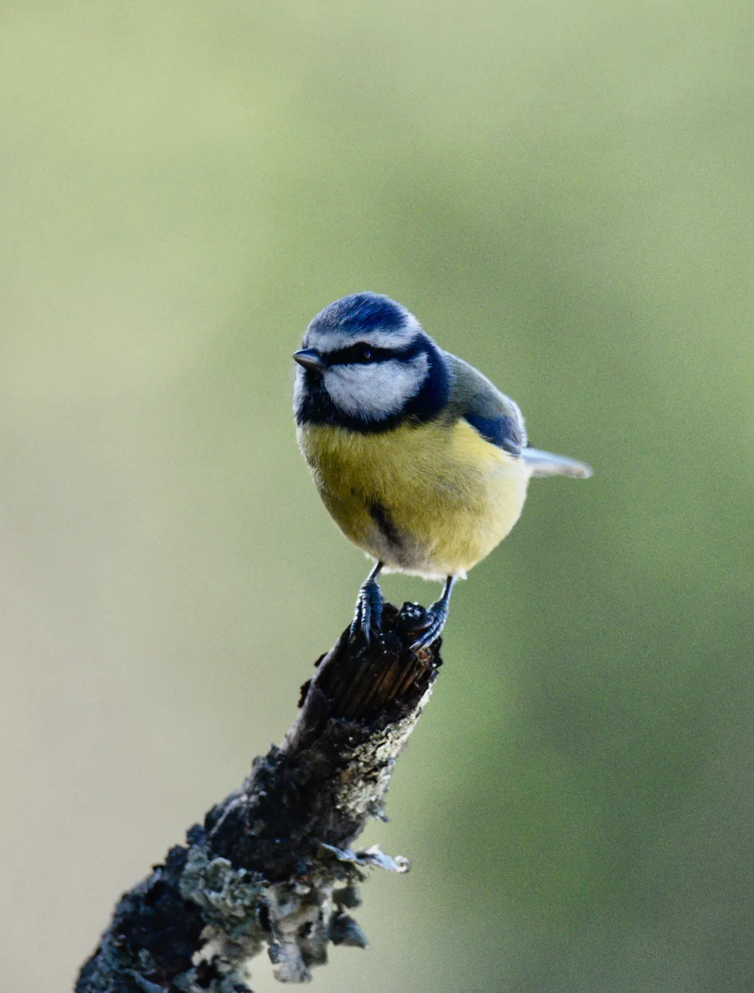 Blaumeise