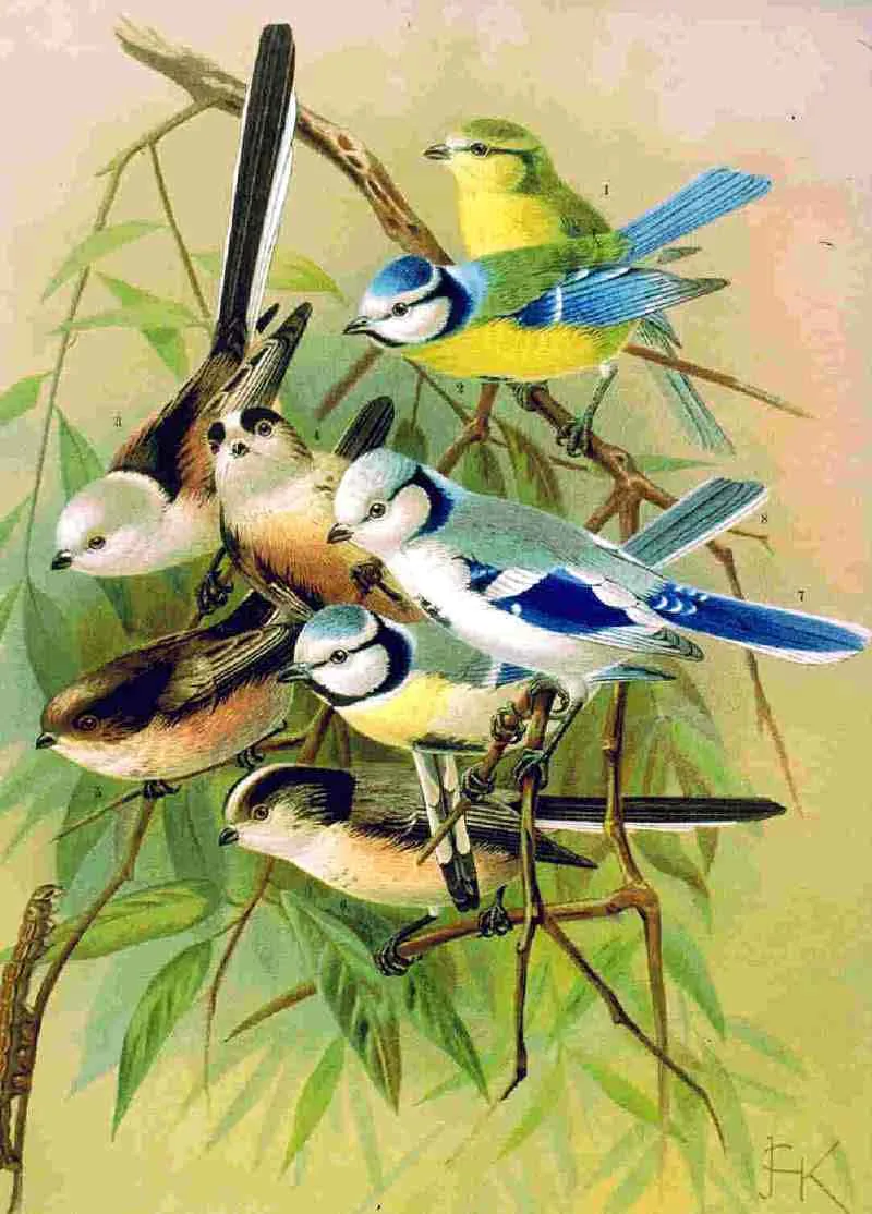 Historische Illustration Blaumeise
