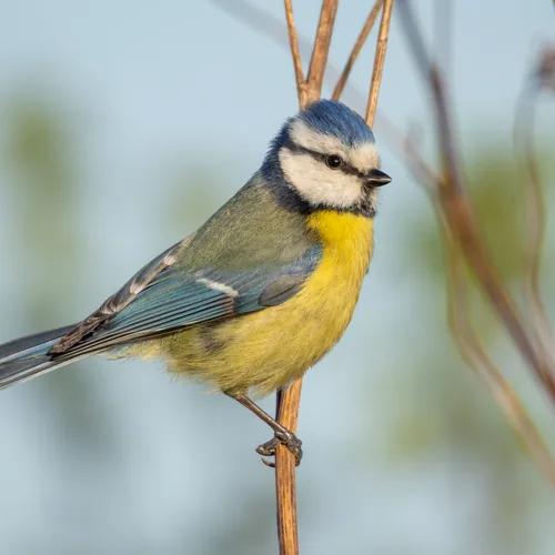 Foto Blaumeise