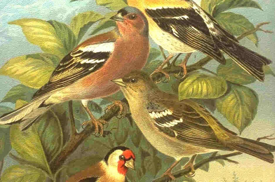 Historische Illustration Buchfink