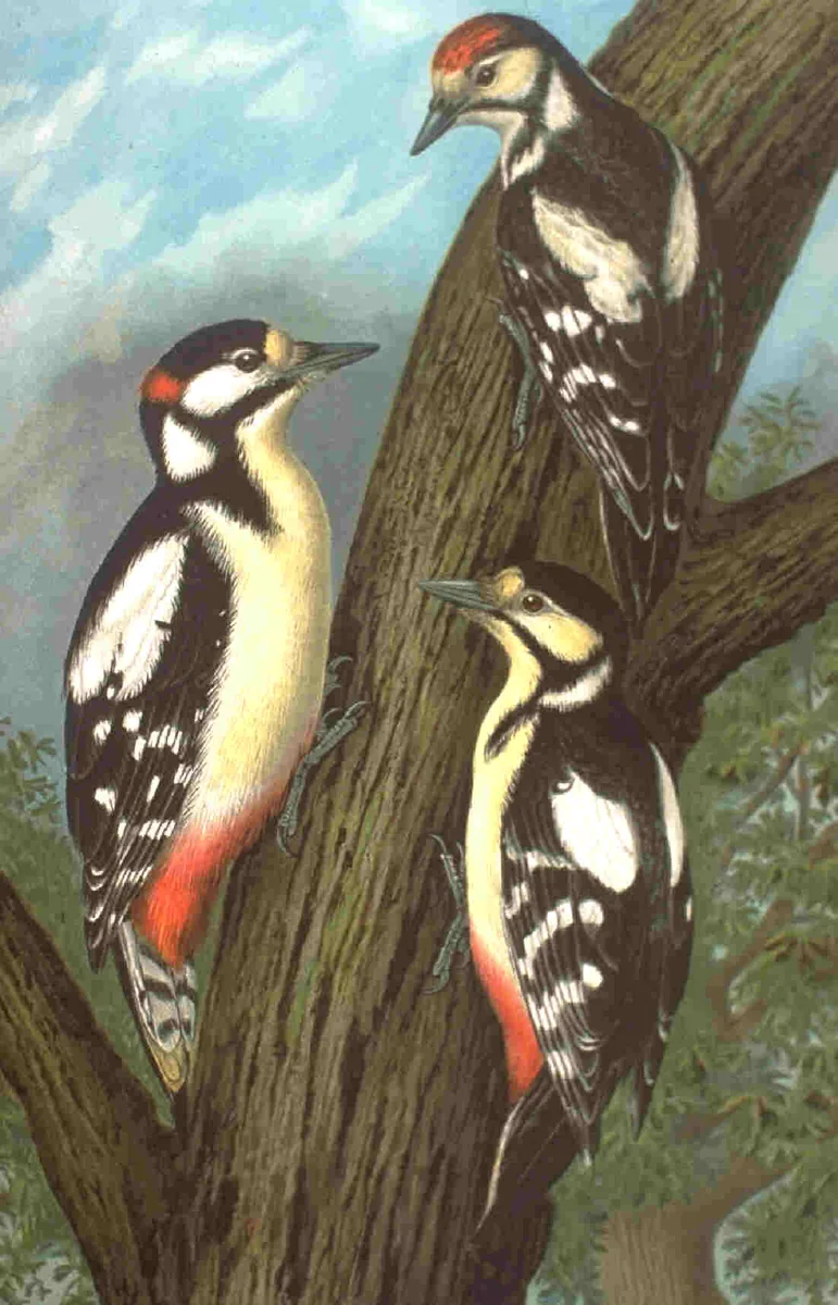 Historische Illustration Buntspecht