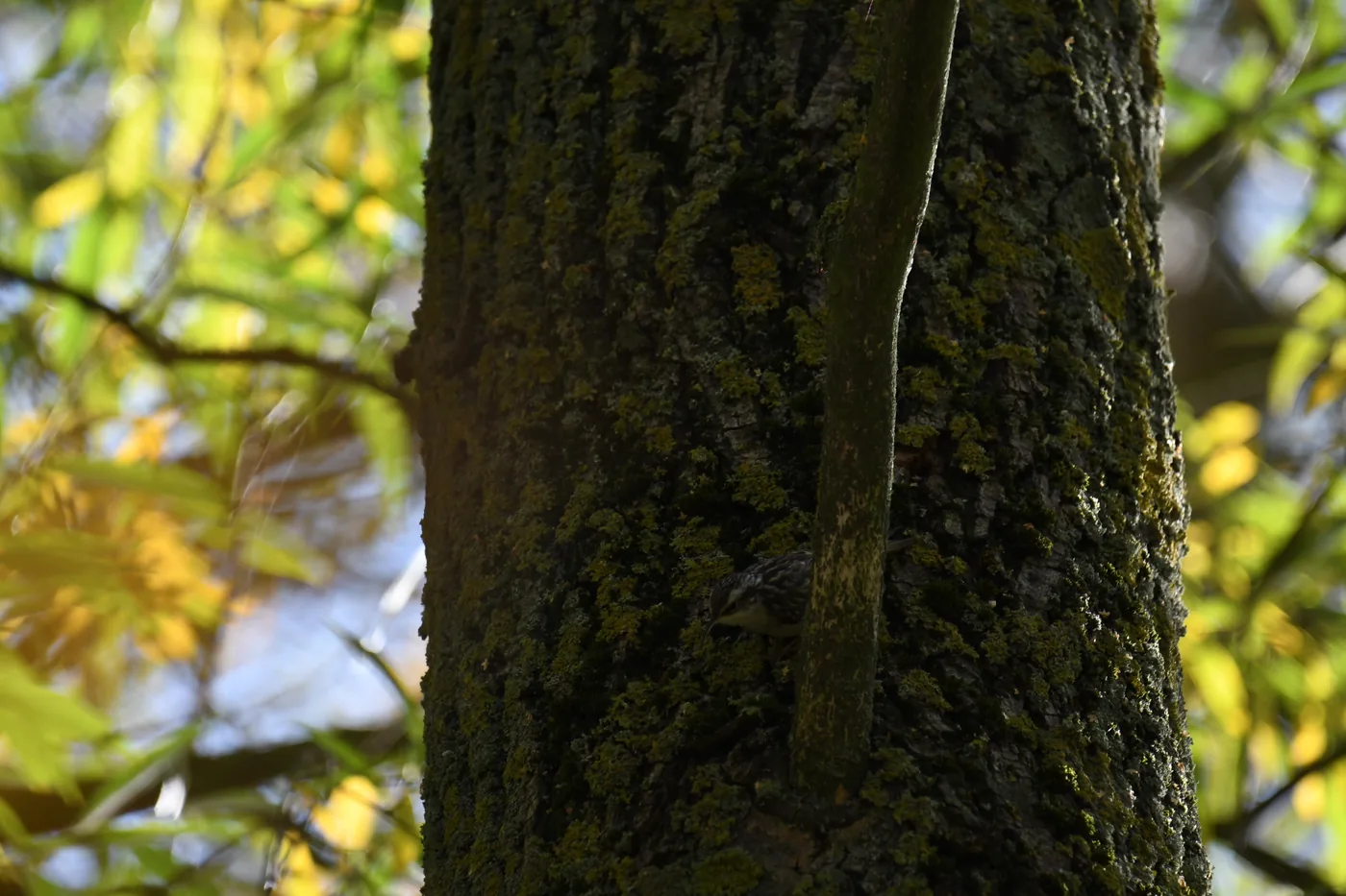 Gartenbaumläufer