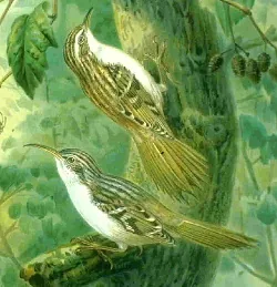 Historische Illustration Gartenbaumläufer