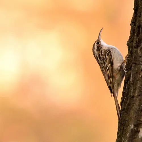 Foto Gartenbaumläufer