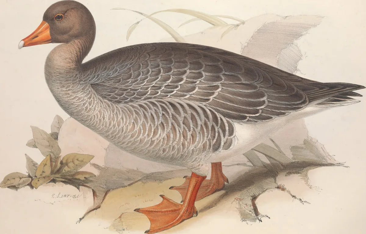 Historische Illustration Graugans