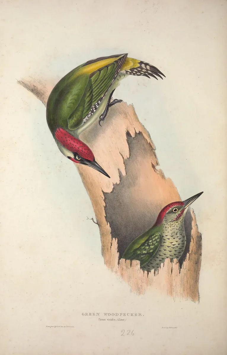 Historische Illustration Grünspecht