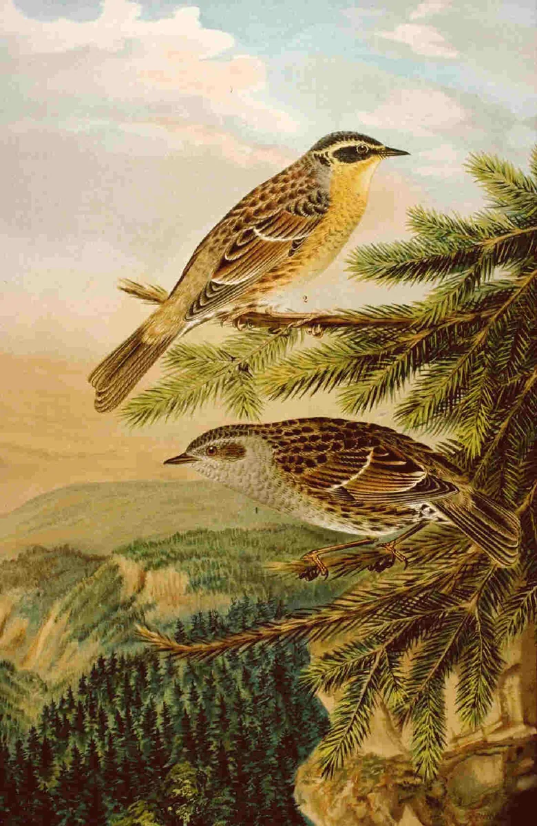Historische Illustration Heckenbraunelle