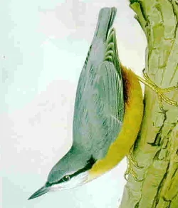 Historische Illustration Kleiber