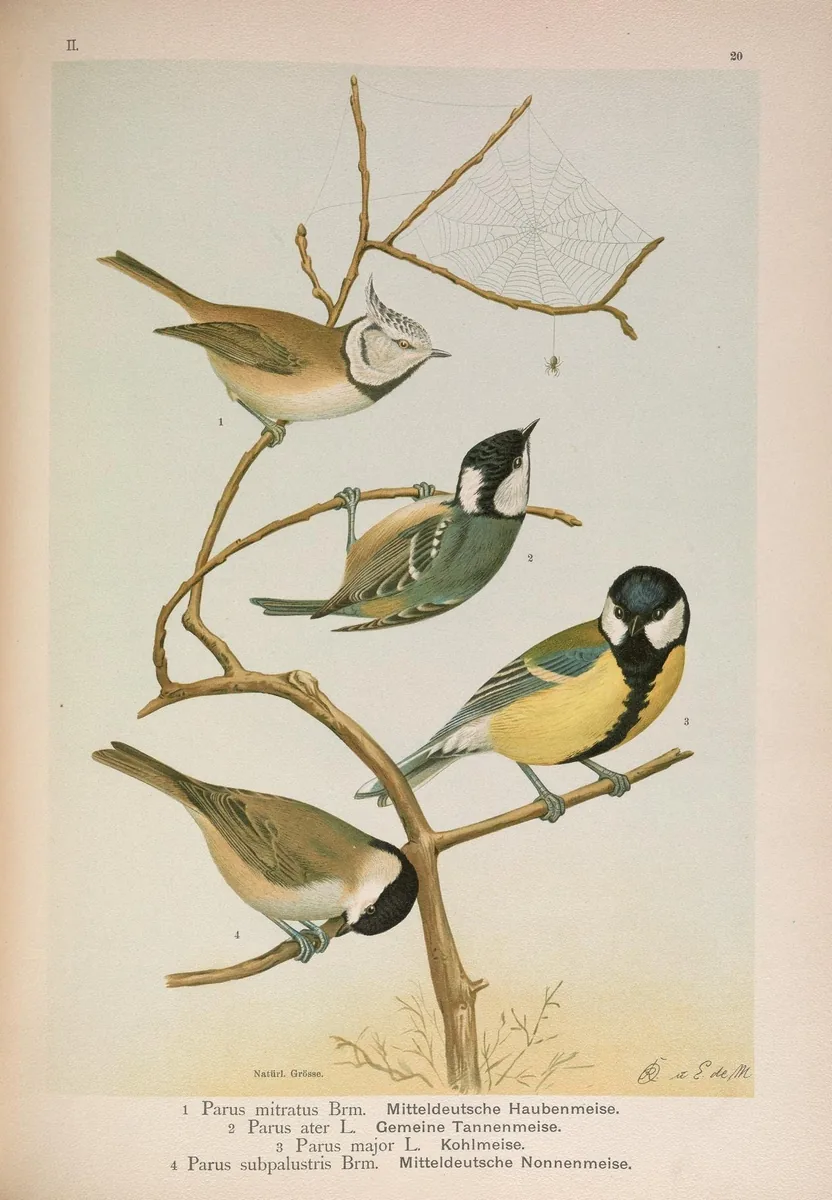 Historische Illustration Kohlmeise