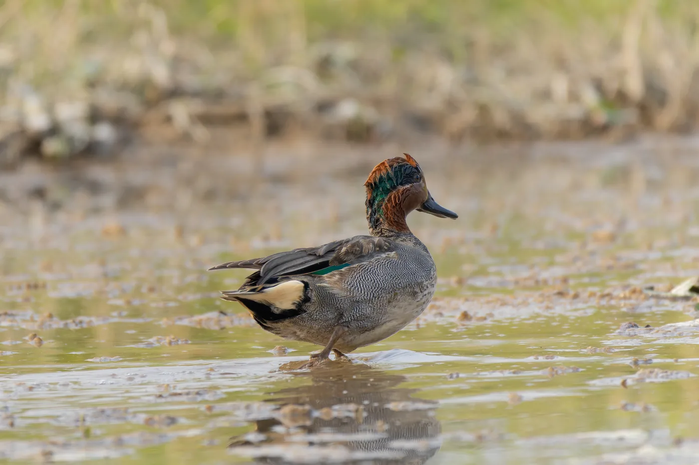 Krickente