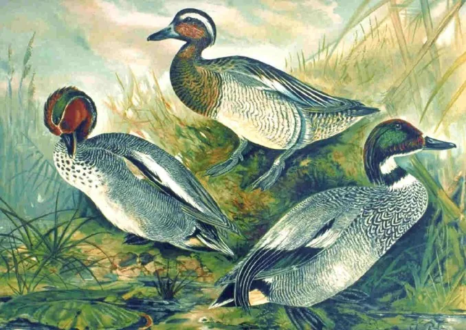Historische Illustration Krickente