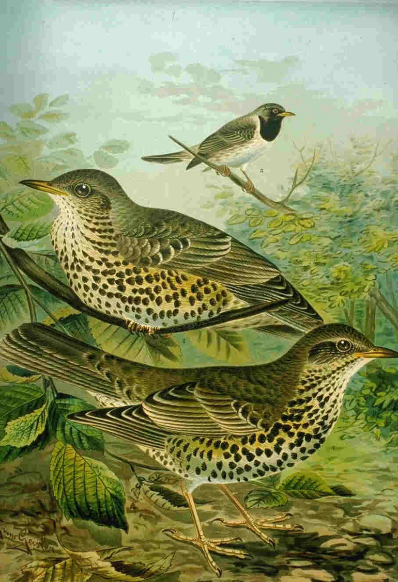 Historische Illustration Misteldrossel