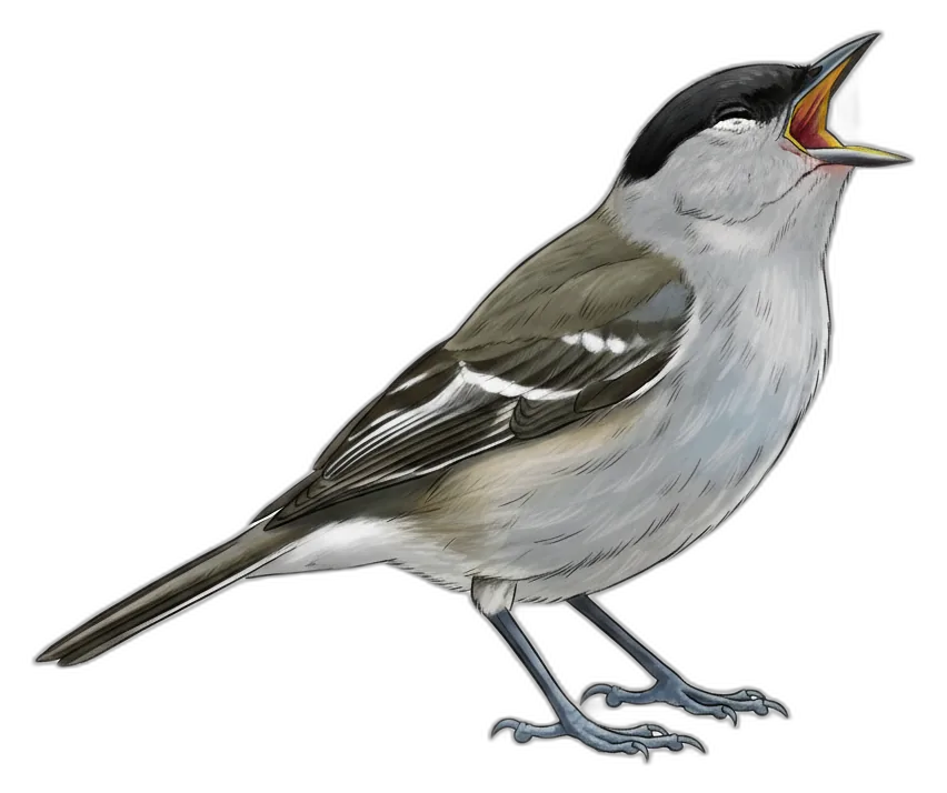 Freisteller-Illustration Mönchsgrasmücke