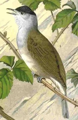 Historische Illustration Mönchsgrasmücke