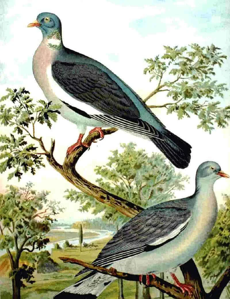 Historische Illustration Ringeltaube