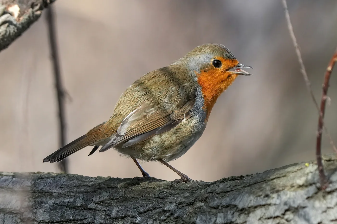 Rotkehlchen