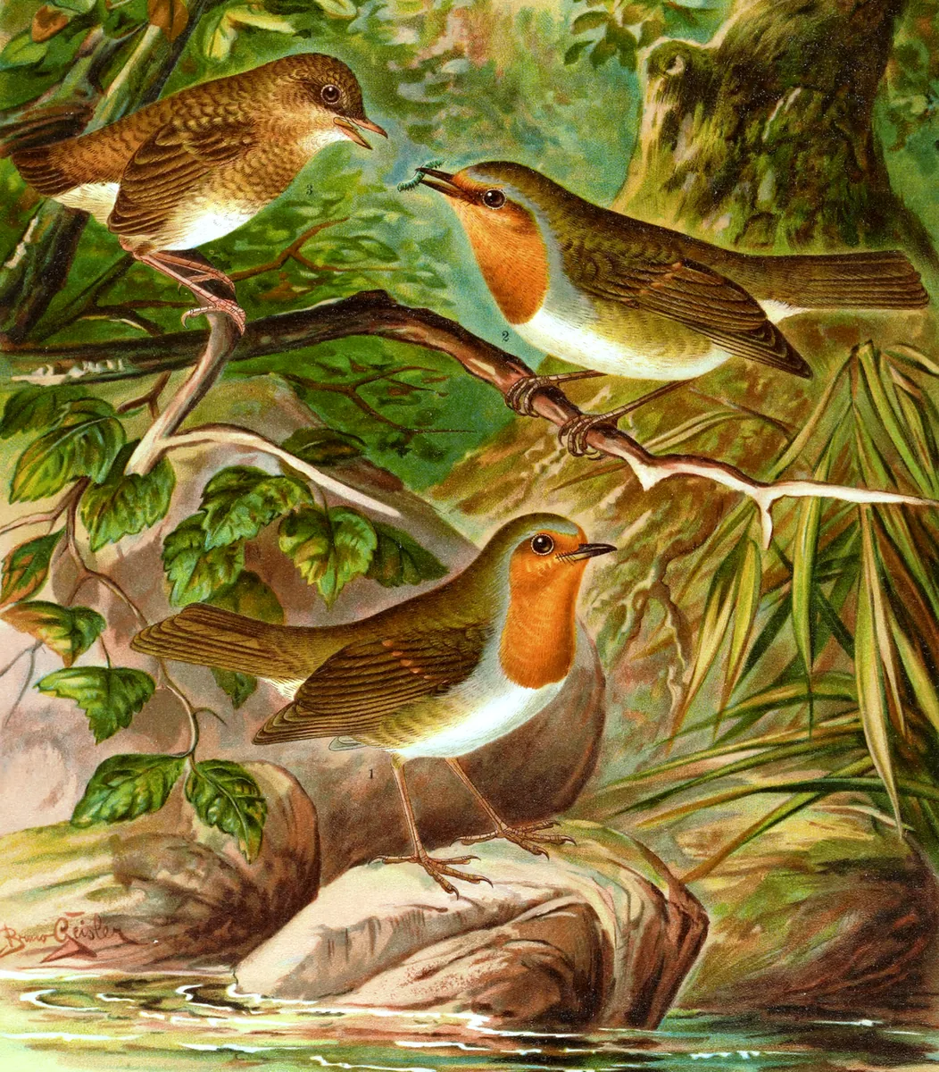 Historische Illustration Rotkehlchen