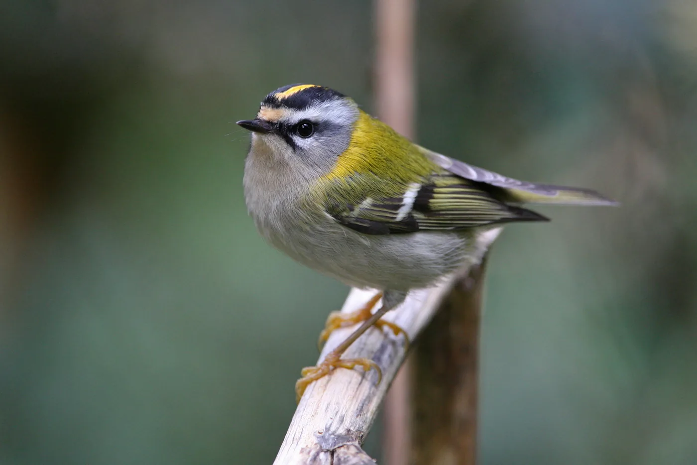 Sommergoldhähnchen