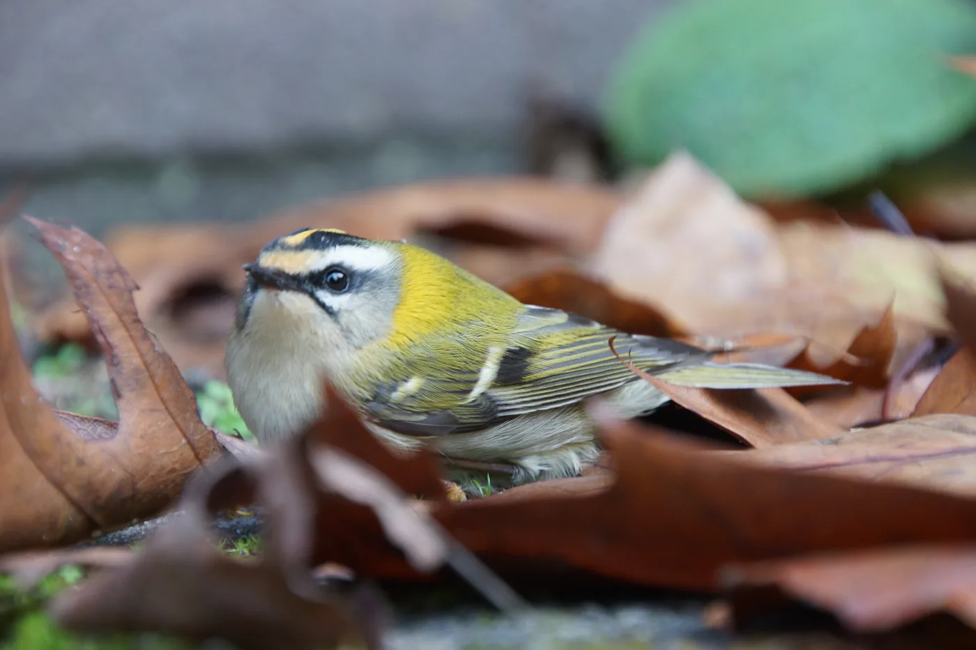 Sommergoldhähnchen