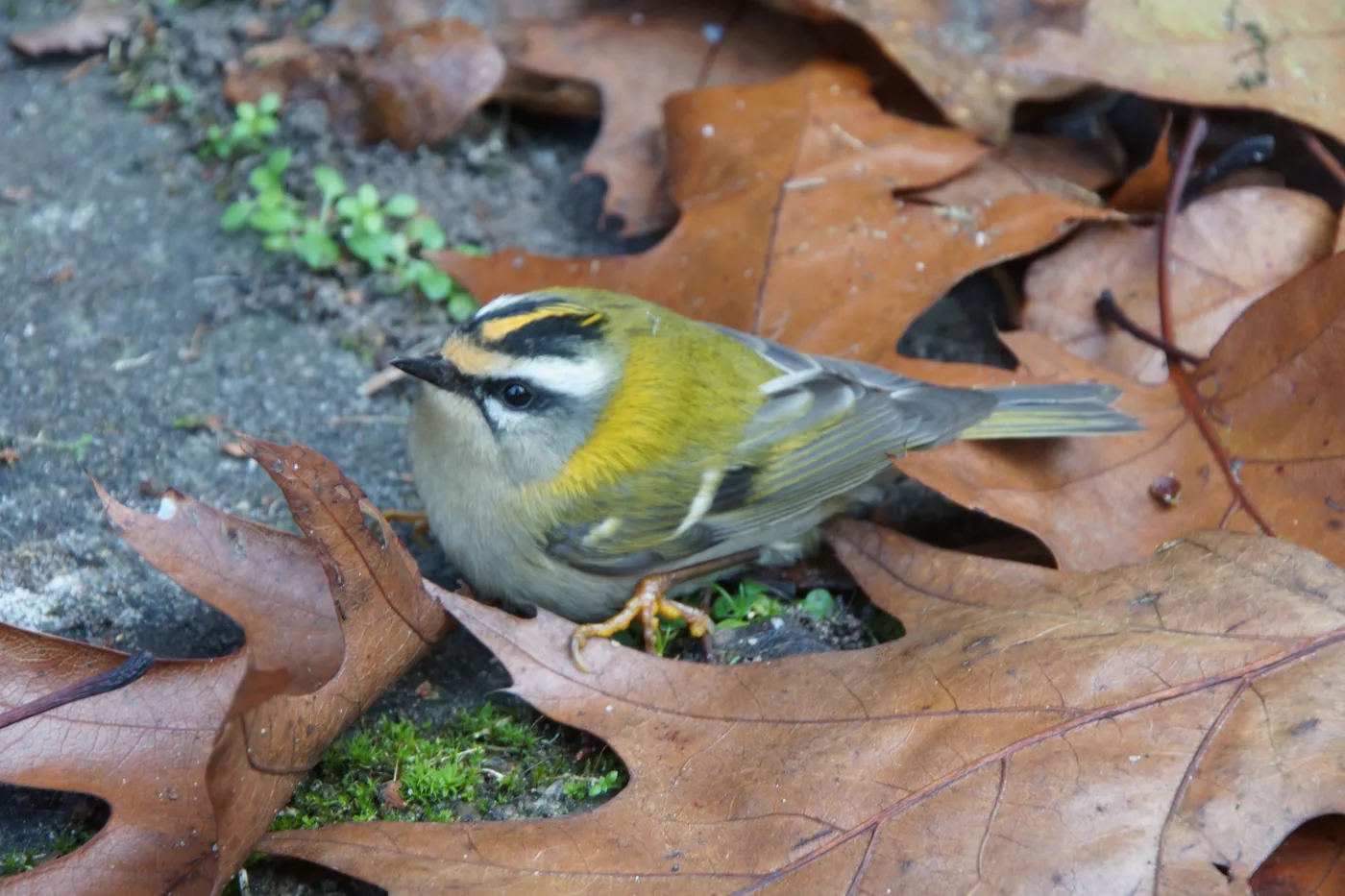 Sommergoldhähnchen