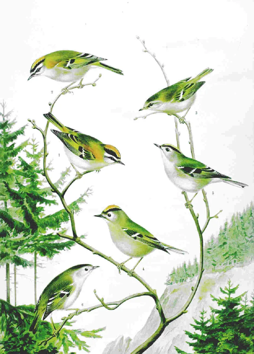 Historische Illustration Sommergoldhähnchen
