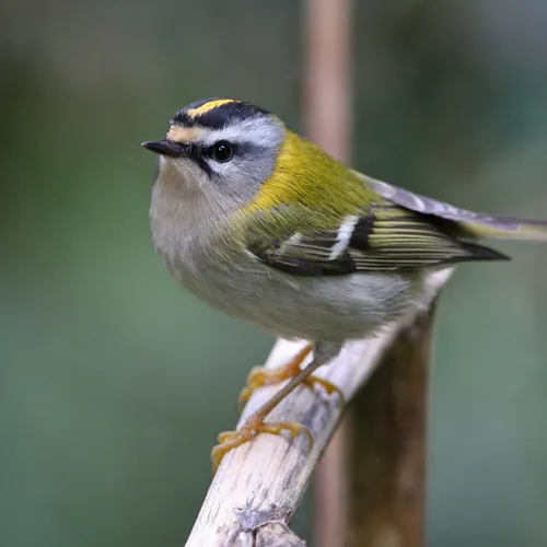 Foto Sommergoldhähnchen
